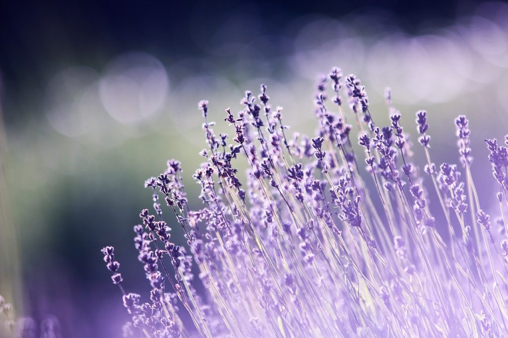 Discover the Worlds Most Enchanting Lavender Farms A Journey of Fragrance and Beauty