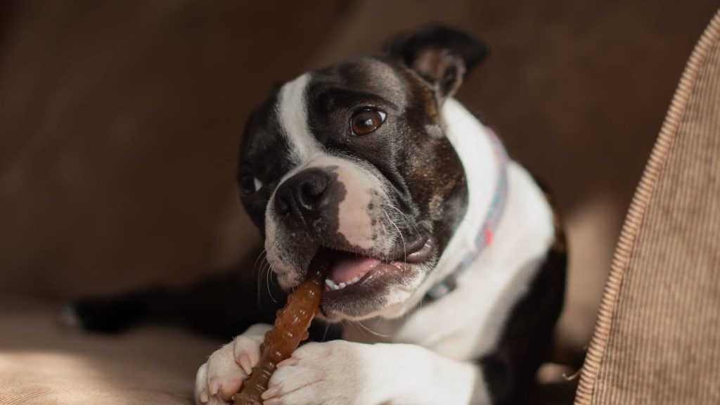 Why CBD Calming Dog Treats Act As an Effective Aid for Separation Anxiety in Dogs